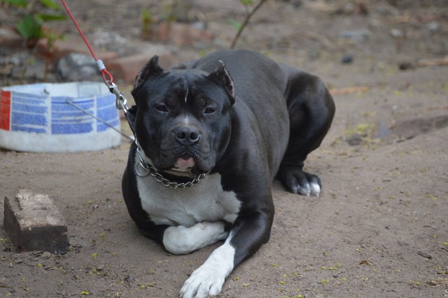 Leashed Odie American Bully
