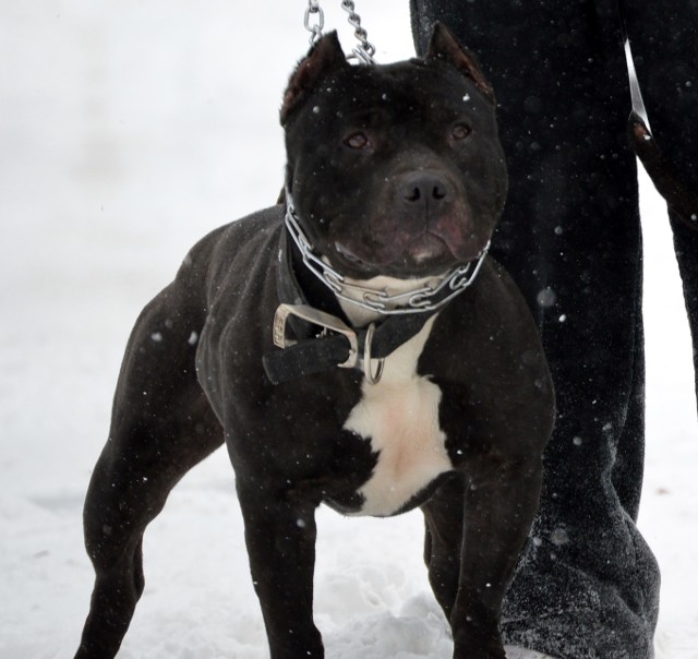 Strolling Ace American Bully in the Snow