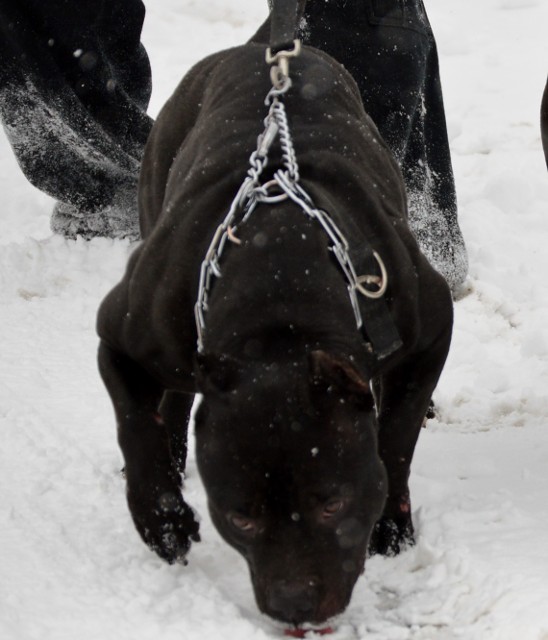 Ace American Bully Puppy in the Snow