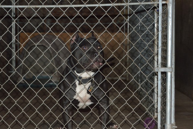 Ace American Bully Puppy in the Cage