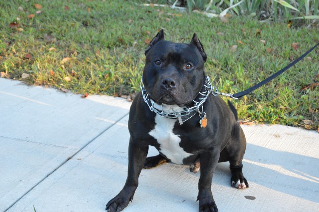 Ace American Bully Puppy in Leash