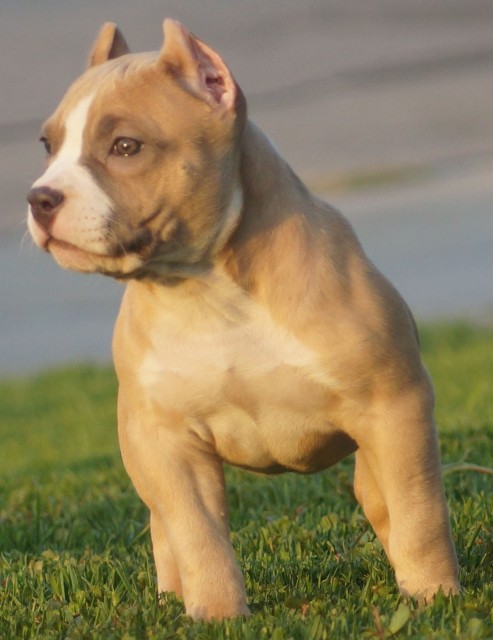 God&#039;s Grace American Bully in the Grass