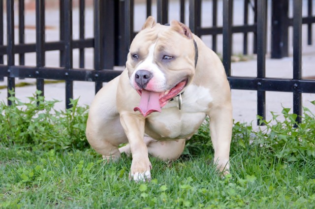Happy God&#039;s Grace American Bully in the Grass