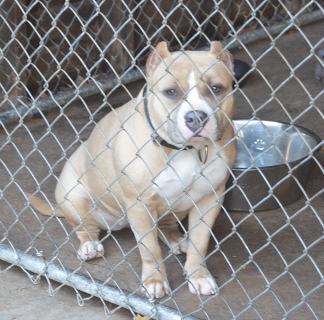 Caged God's Grace American Bully