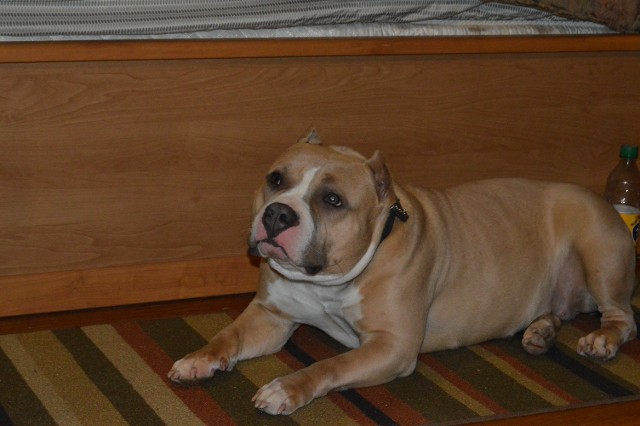Laying God&#039;s Grace American Bully