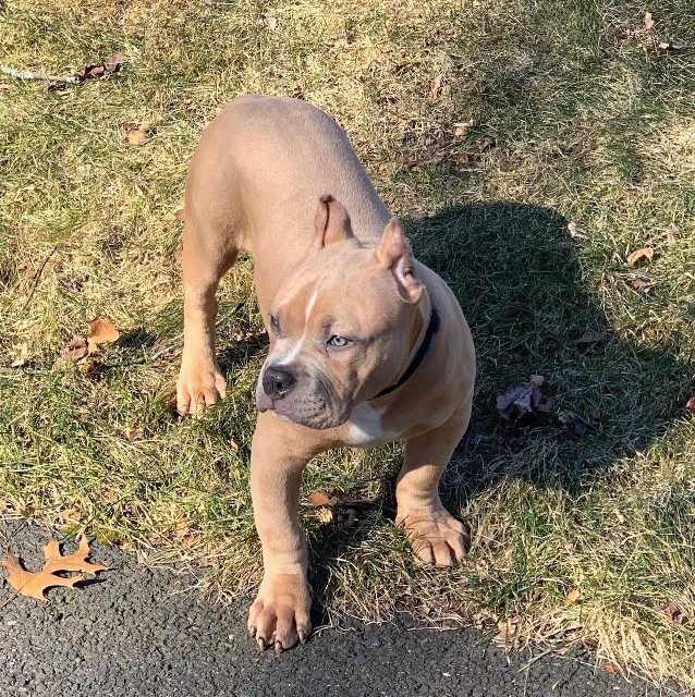 Jinx American Bully in the Grass