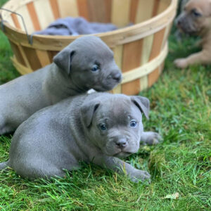 Cute American Bully Puppies