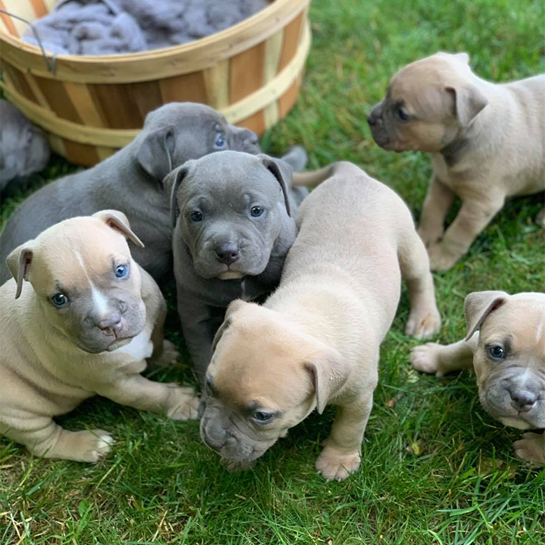 Brown and Gray American Bully Puppies