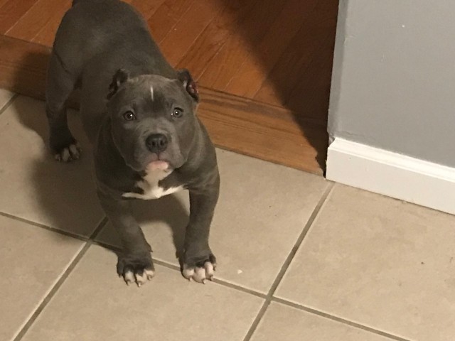 Xena American Bully in the House