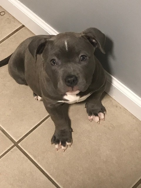 Xena American Bully Puppy in the House