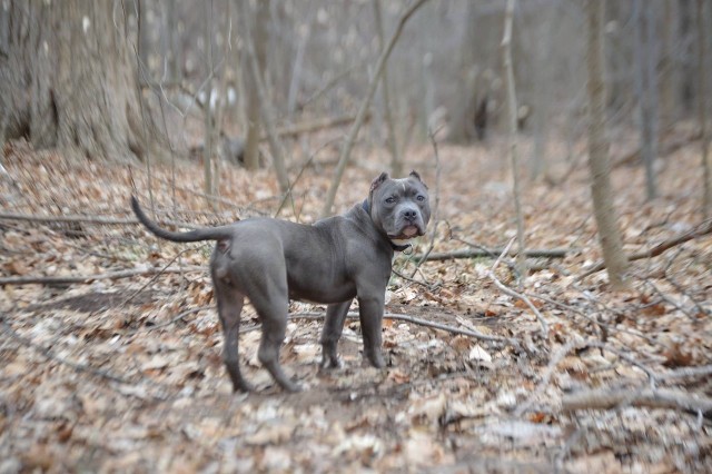 Xena American Bully in the Woods
