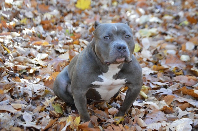 Xena American Bully in the Leaves