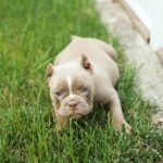 American Bully Puppy Grass