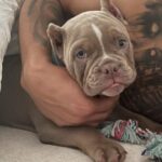 American Bully Puppy with Owner