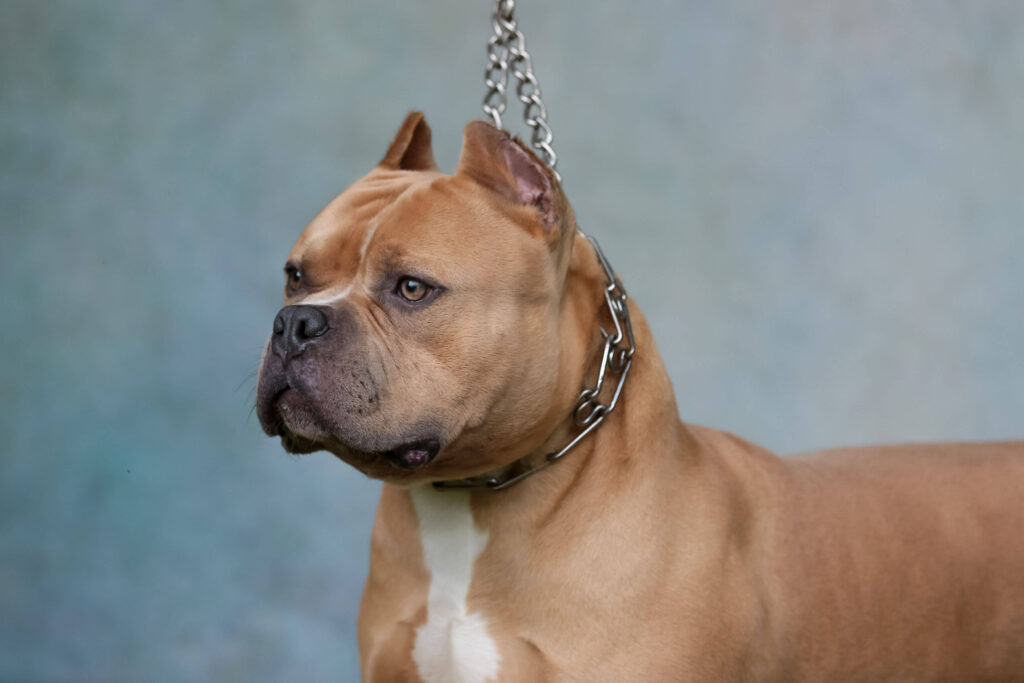 American Bully Pictorial