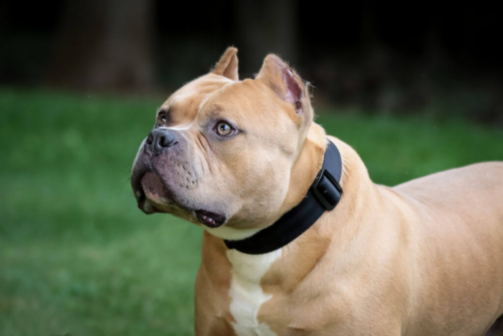 Healthy Jinx American Bully in Leash