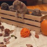 American Bully Puppies in the Box