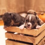 3 American Bully Puppies in the Box