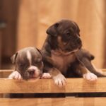 4 American Bully Puppies in the Box