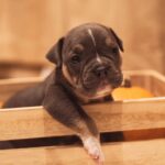 American Bully Puppy in the Box