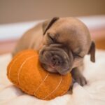 American Bully Puppy with Ball
