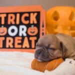 Trick or Treat American Bully Puppy