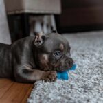 Laying American Bully Puppy