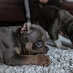 2 American Bully Puppies and Toys
