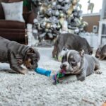 Playing American Bully Puppies