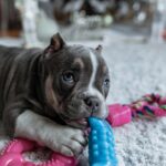 American Bully Puppy and Toys