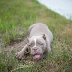 Happy American Bully Puppy in the Grass