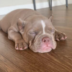 Sleeping American Bully Puppy