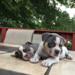 2 American Bully Puppies