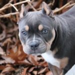 American Bully Puppies in the Wild