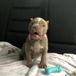American Bully Puppy with Toy