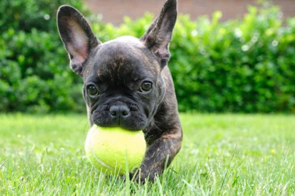 Brindle with Ball