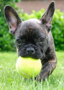 Brindle with Ball
