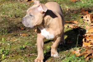 American Bully in the Playground