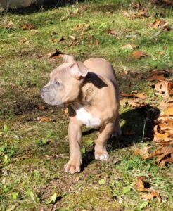 American Bully in Playground