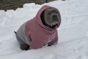 American Bully in the Snow