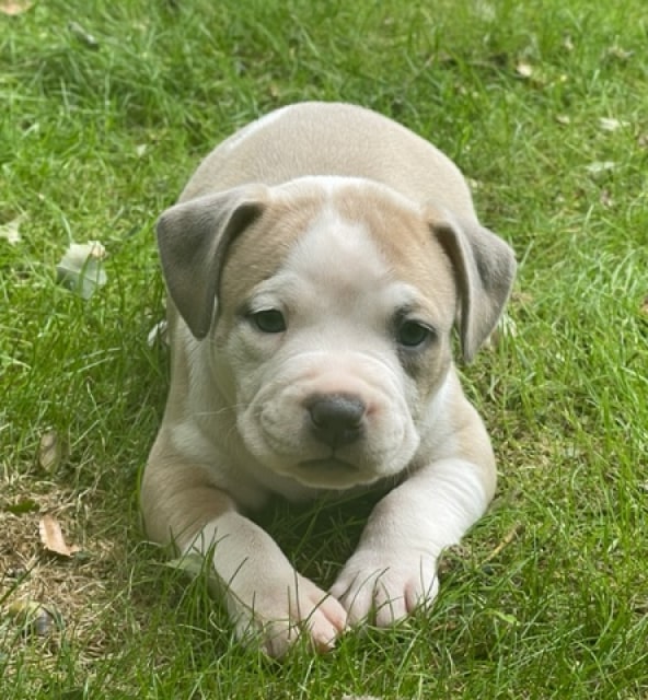 THE AMERICAN BULLY KENNEL CLUB