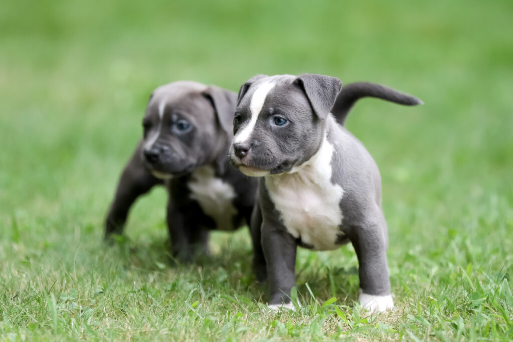 Two Pitbull Puppies