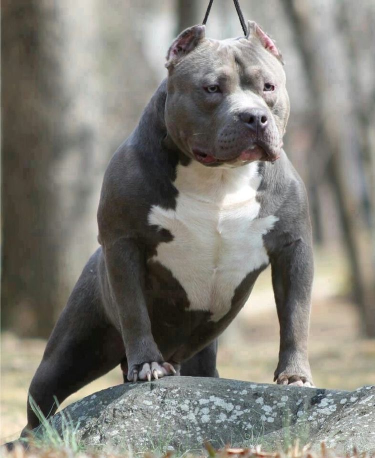 American Bully vs. American Pitbull Terrier: A Tale of Two Breeds