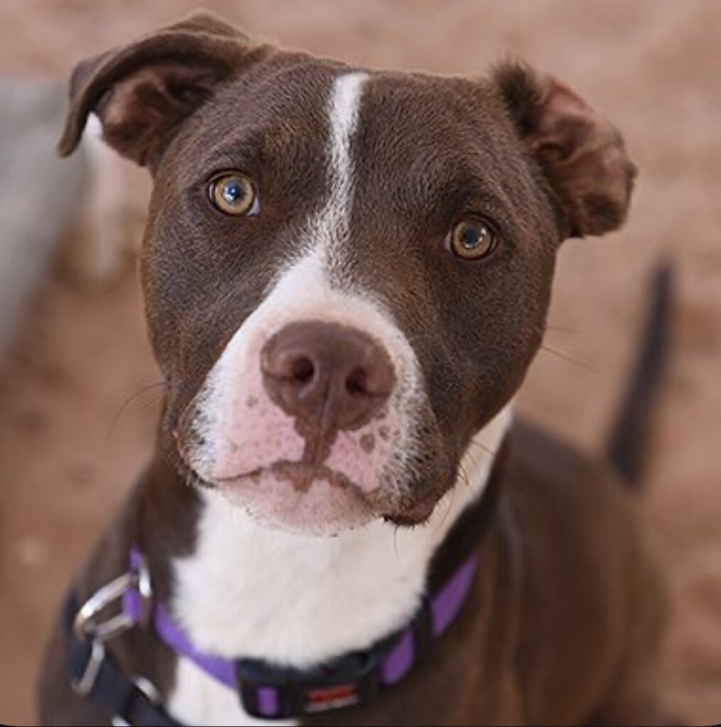 Adopting a Pitbull vs. Buying from a Breeder: A Comparative Guide