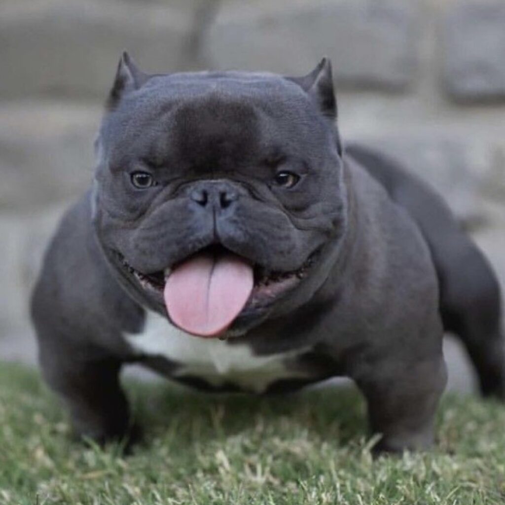 The Rising Trends and Drawbacks in Breeding Exotic Bullies: A Critical Look