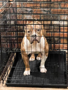 Tan Pitbull in a Cage