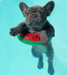 Black Frenchie in a Pool
