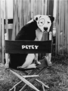 Petey Sitting on a Chair