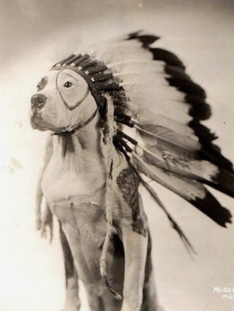 Pitbull dressed as a Native