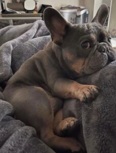 Two-toned French Bulldog